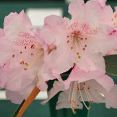 Rhododendron elegantum