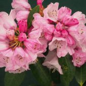 Rhododendron fulvum ss ponticum