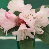 Rhododendron glischroides