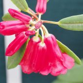Rhododendron neriiflorum L&S 1362