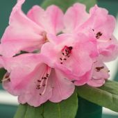 Rhododendron hirtipes