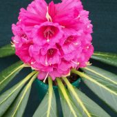 Rhododendron hodgsonii – SSYT 9