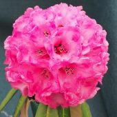 Rhododendron lonigerum