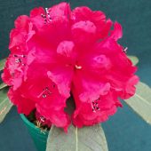 Rhododendron mallotum – Farrer 815
