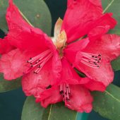 Rhododendron meddianum F 24104
