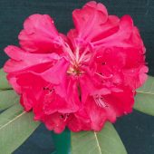 Rhododendron meddianum var atrokermesinum