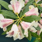 Rhododendron parmulatum ‘Ocelot’