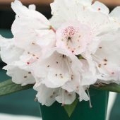 Rhododendron principis