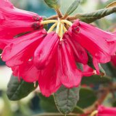 Rhododendron sperabile