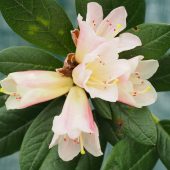 Rhododendron ‘Spinbur’