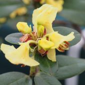 Rhododendron sulphureum – Forrest 15782