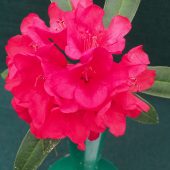 Rhododendron tanastylum