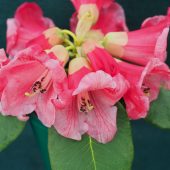 Rhododendron thompsonii candelabrum