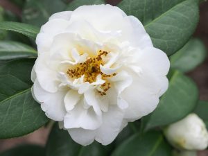 Camellia ‘E T R Carlyon’