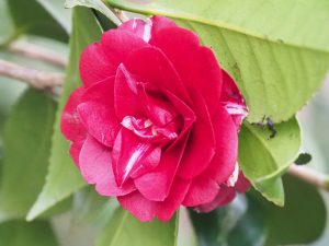Camellia ‘Konron-Koku’
