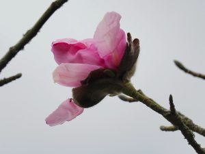 Magnolia sprengeri var sprengeri ‘Eric Savill’