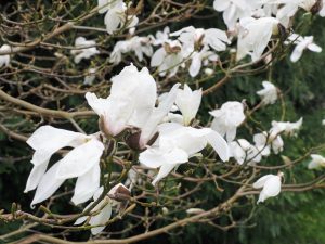 Magnolia salicifolia ‘Concolor’