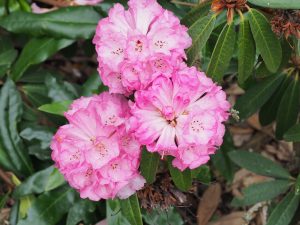 Rhododendron arboreum var roseum