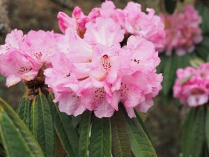 Rhododendron arboreum var roseum