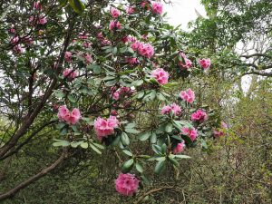 Rhododendron ‘Lady Linlithgow’