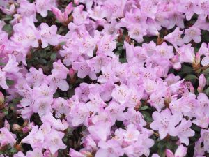 Rhododendron ‘Rose Elf’