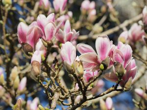 Magnolia denudata ‘Dan Zin’