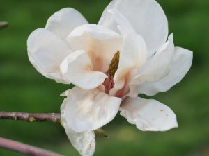 Magnolia sprengeri ‘Daisy Diva’