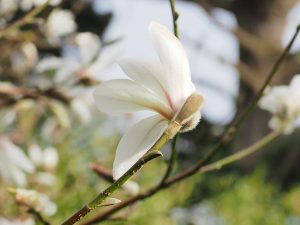 Magnolia salicifolia ‘Rosea’