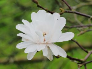 Magnolia x loebneri ‘Mags Pirouette’