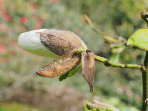 Magnolia pseudokobus ‘Kubishimodoki’