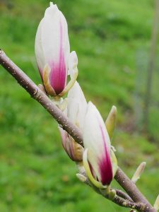 Magnolia ‘Purpurascens’