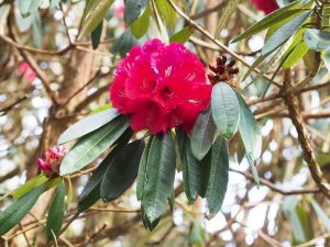 Rhododendron arboreum ‘Blood Red’