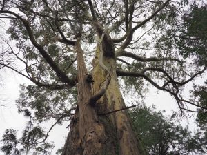 Eucalyptus muelleriana