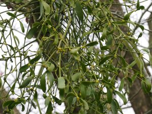 Mistletoe in Davidia involucrata