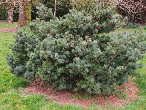 Pinus parvifolius ‘Negishi’