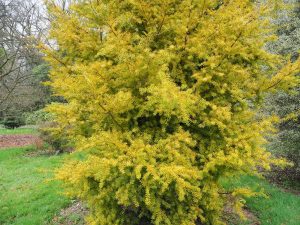 Podocarpus totara ‘Aurea’