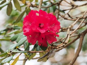 Rhododendron zelanicum