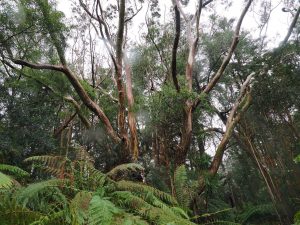 huge Eucalyptus globulus