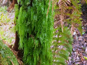 Hymanophyllus ferns