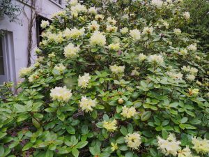 Rhododendron ‘Shamrock’