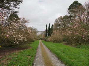Magnolia campbellii avenue