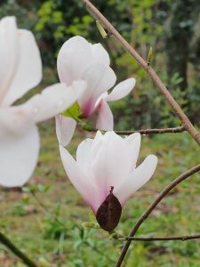Magnolia ‘Felicity’