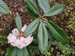 Rhododendron mostroseanum