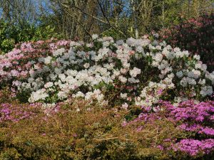 Rhododendron williamsianum x decorum hybrids