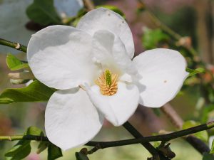 Magnolia pseudokobus ‘Kubimishimodori’