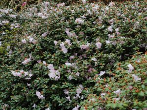 Rhododendron williamsianum x matinianum
