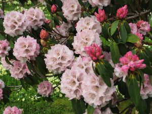 Rhododendron arboreum variety