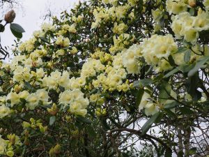 Rhododendron ‘Damaris’