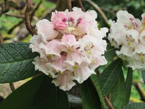 Rhododendron sinogrande seedlings