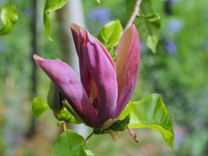 Magnolia x brooklynensis ‘Black Beauty’